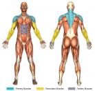 Upright Rows (Cable) Muscle Image