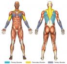 Wide-Grip Pull-Downs (Machine) Muscle Image