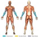 Wrist Rotations (Dumbbell)