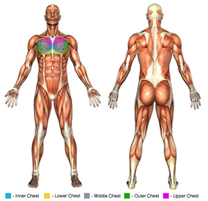 Chest Muscle Groups